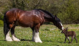 大马配小毛驴视频高清