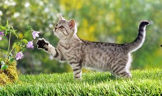 娱乐吃瓜酱营业的猫,揭秘吃瓜酱营业的猫界风云