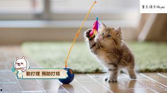 娱乐吃瓜酱营业的猫,揭秘吃瓜酱营业的猫界风云