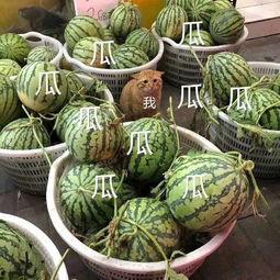 娱乐吃瓜酱竹编,揭秘竹编艺术与娱乐产业的跨界融合