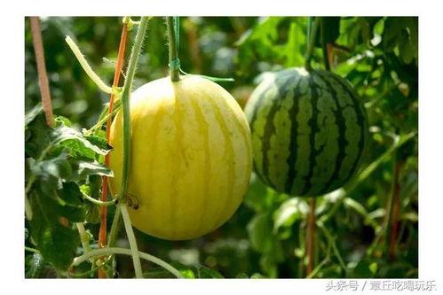 娱乐吃瓜君的瓜,吃瓜君带你一探究竟