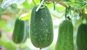 八月娱乐吃瓜,瓜田李下,明星秘闻大揭秘